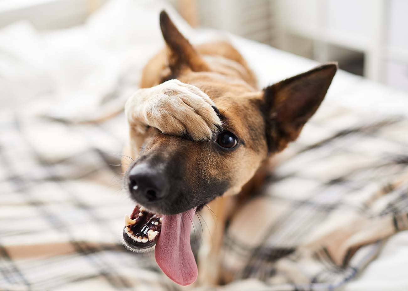 Azurvet Dentisterie chien