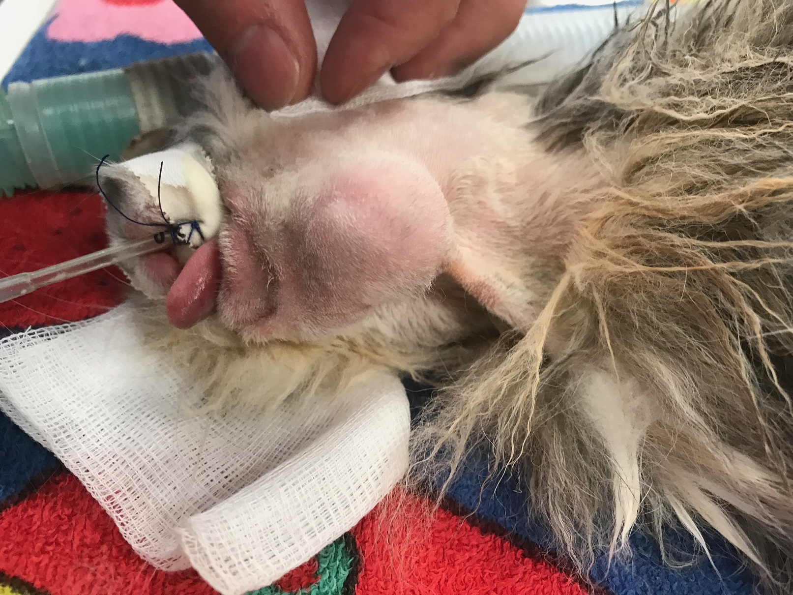 Gestion médico-chirurgicale d'un abcès de la face chez un lapin