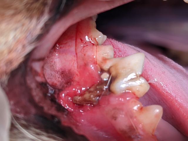 Malformation dentaire 'dens in dente' chez un chien