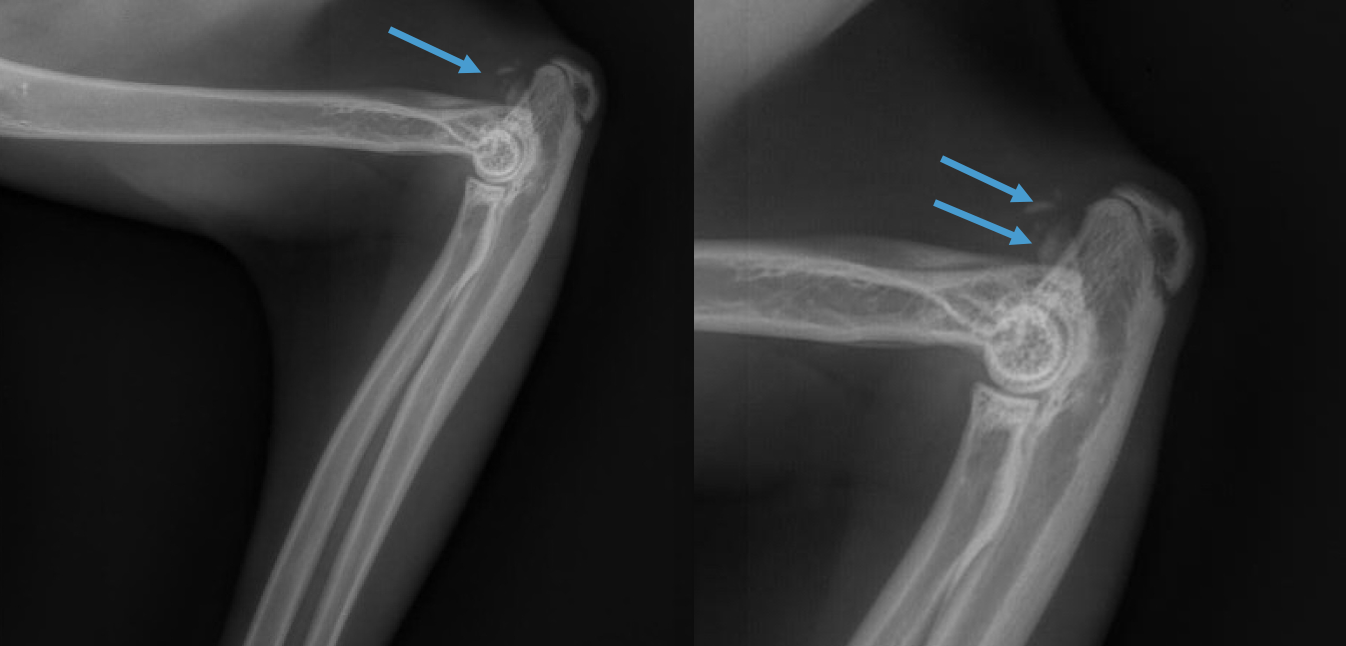 Quizz du mois : avulsion du triceps chez un chat
