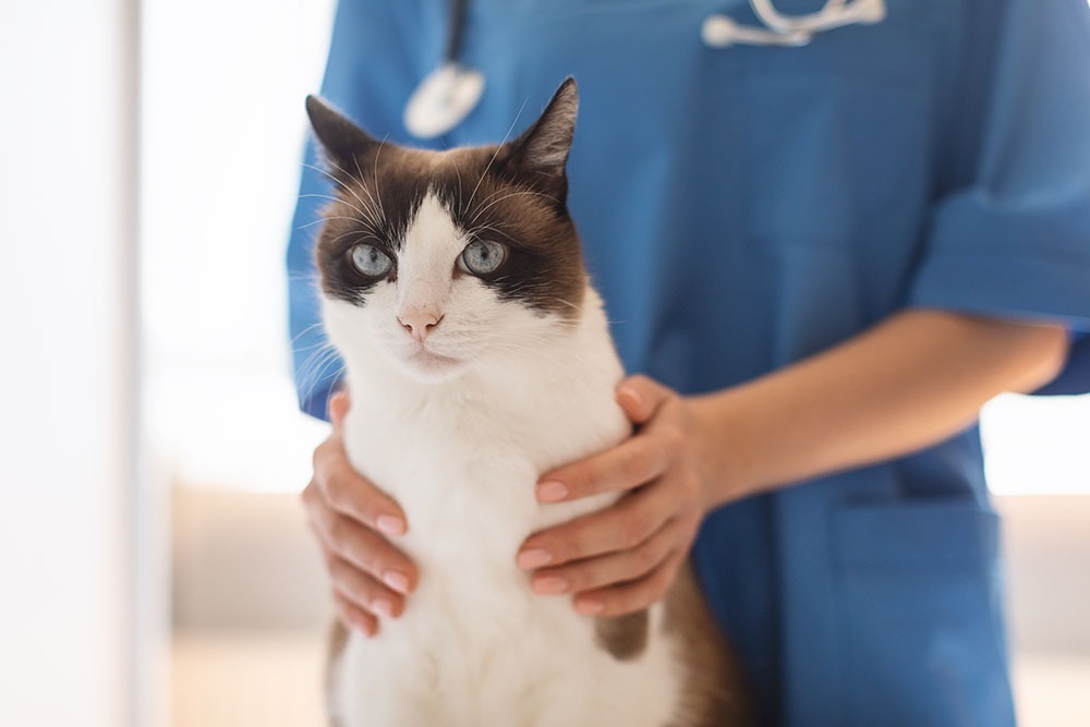 Gestion Post Opératoire de votre Animal Paralysé