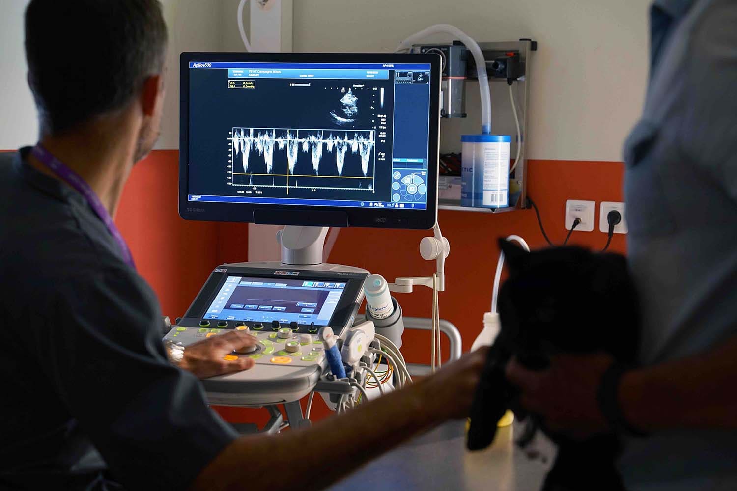 Cardiologue Vétérinaire