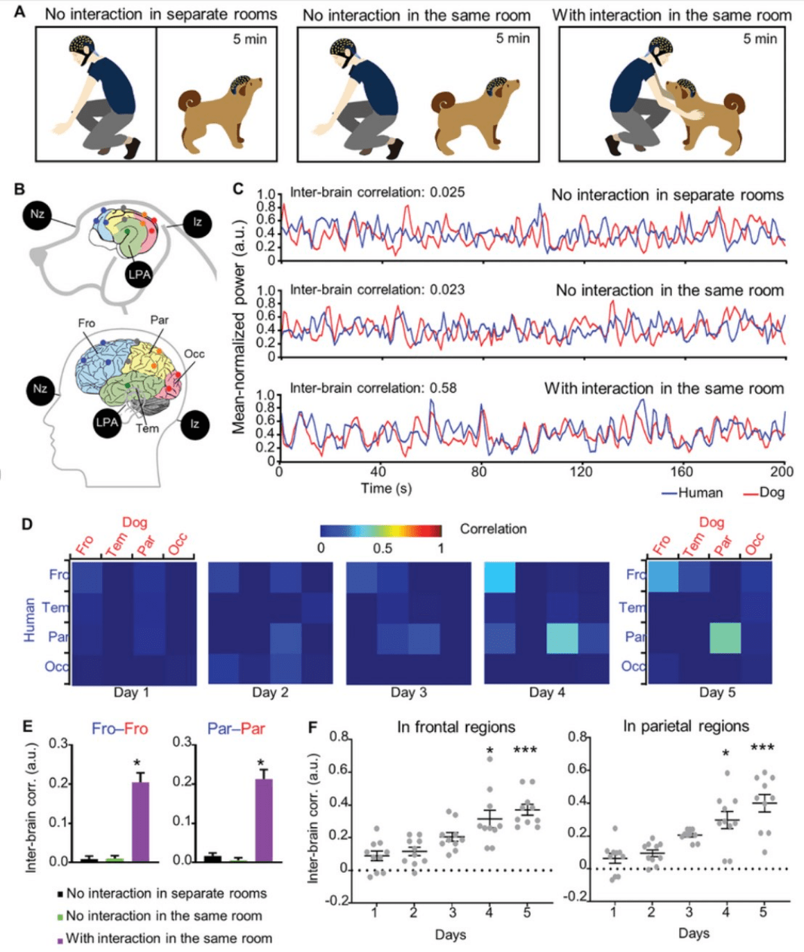 Effets des interactions avec les chiens de compagnie sur l’activité cérébrale et cardiaque